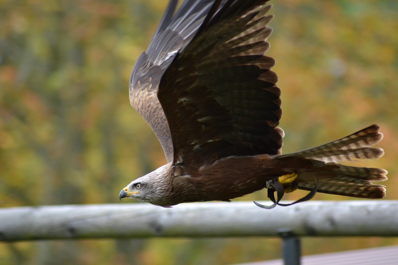 milan wildlife park bird free photo