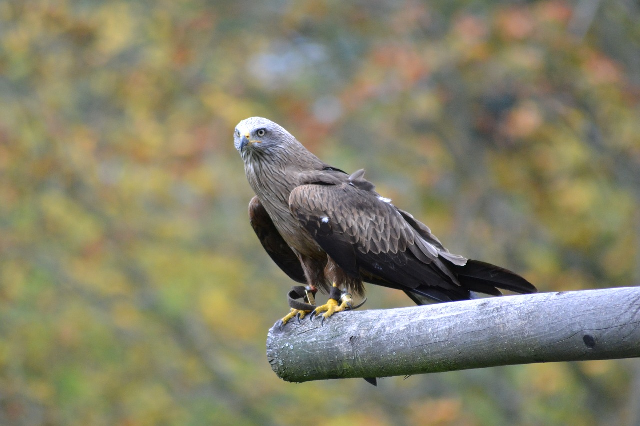 milan wildlife park bird free photo