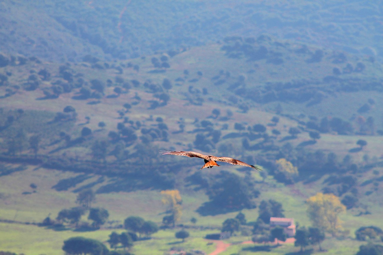 milan eagle majestic free photo