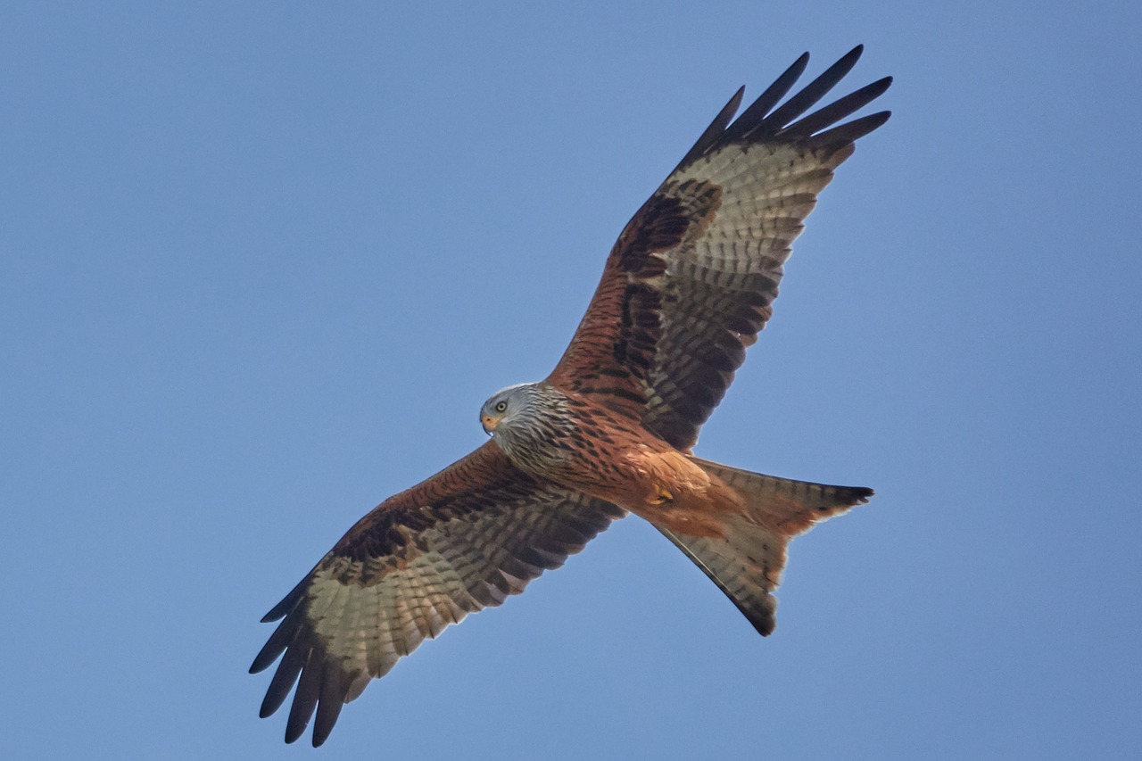 milan bird nature free photo