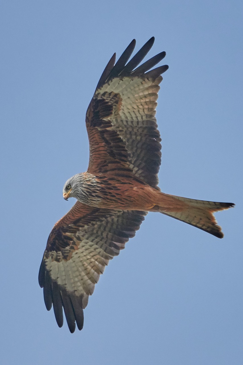 milan bird animal world free photo