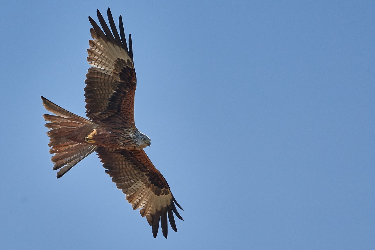 milan  bird  bird of prey free photo