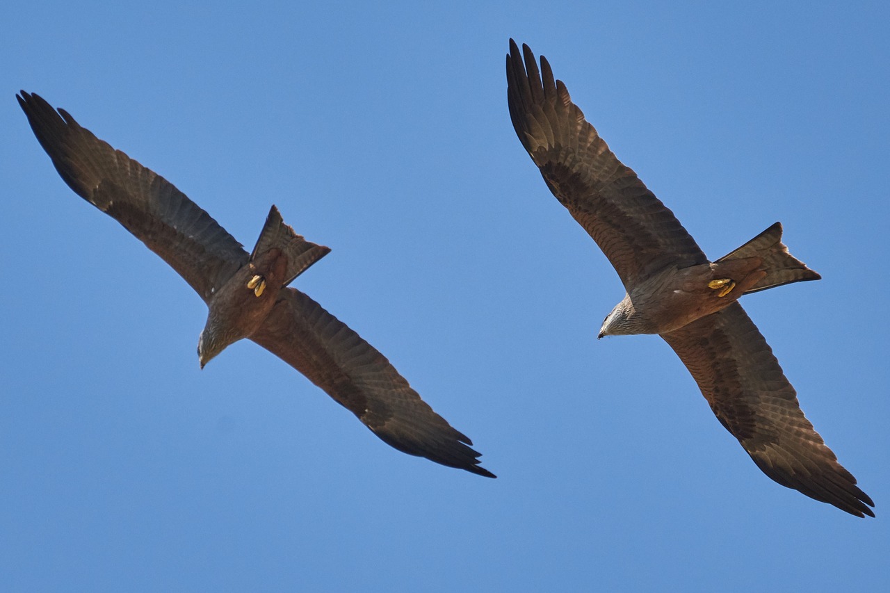 milan  bird  bird of prey free photo