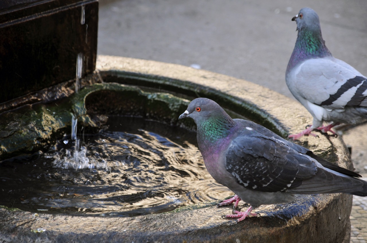 milan  pigeons  fontanella free photo