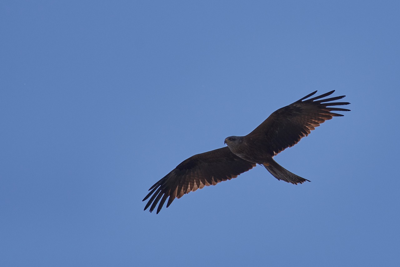 milan  sky  bird of prey free photo