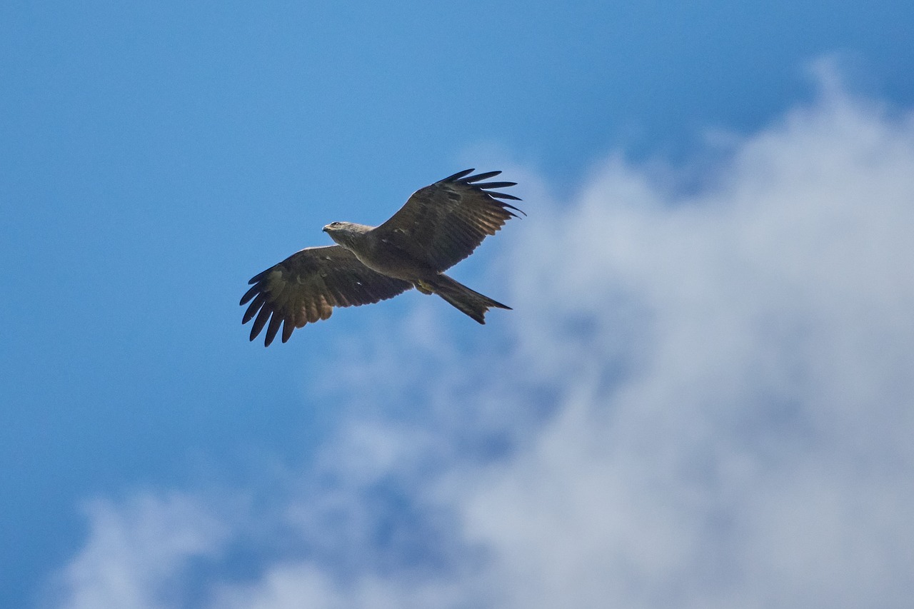 milan  bird of prey  sky free photo