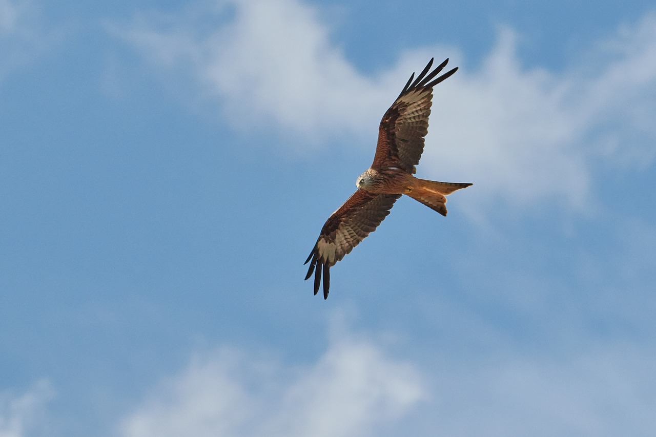 milan  bird of prey  raptor free photo