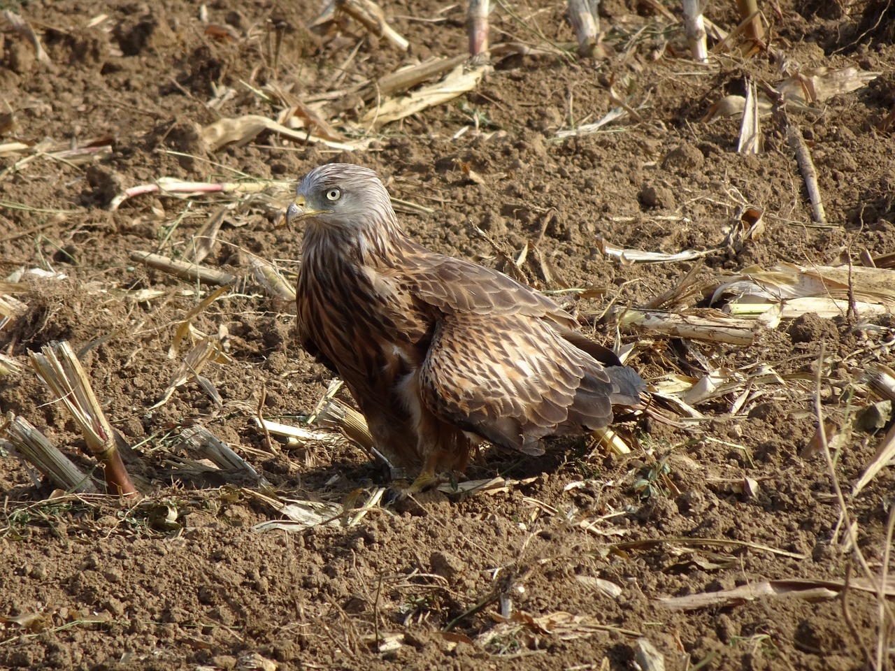 milan  bird of prey  raptor free photo