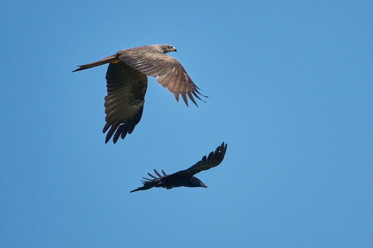 milan  crow  flying free photo