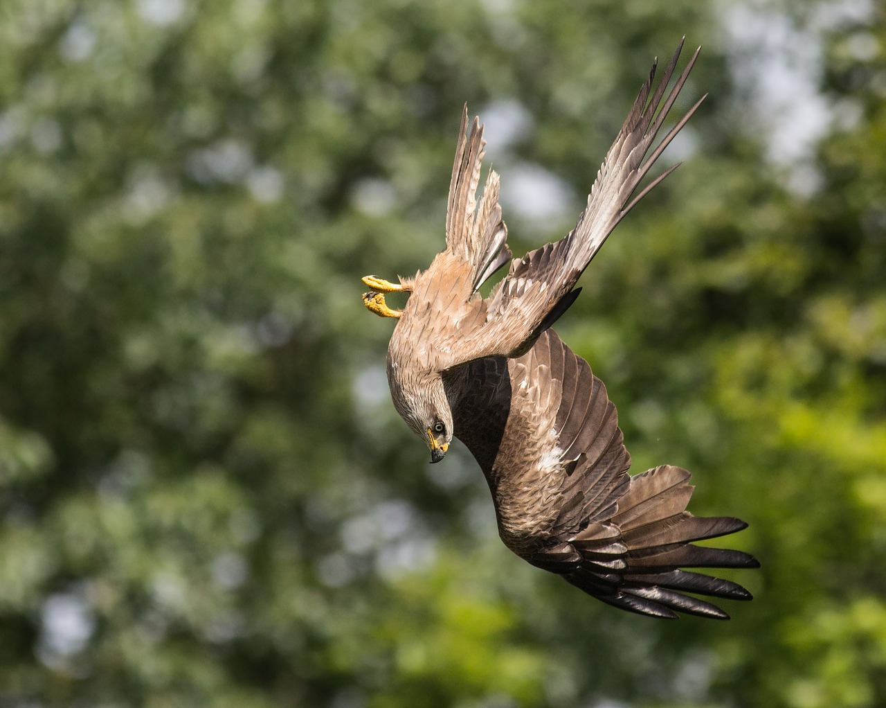 milan nosedive bird free photo