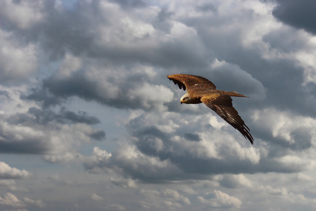 milan  red kite  flies free photo