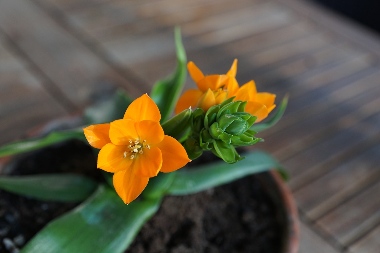 milchstrern flower orange free photo