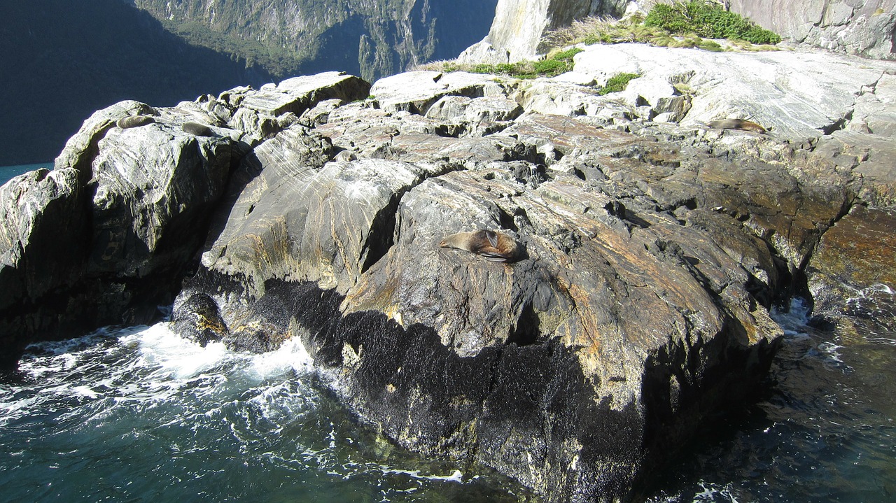 milford sound seal rocks free photo