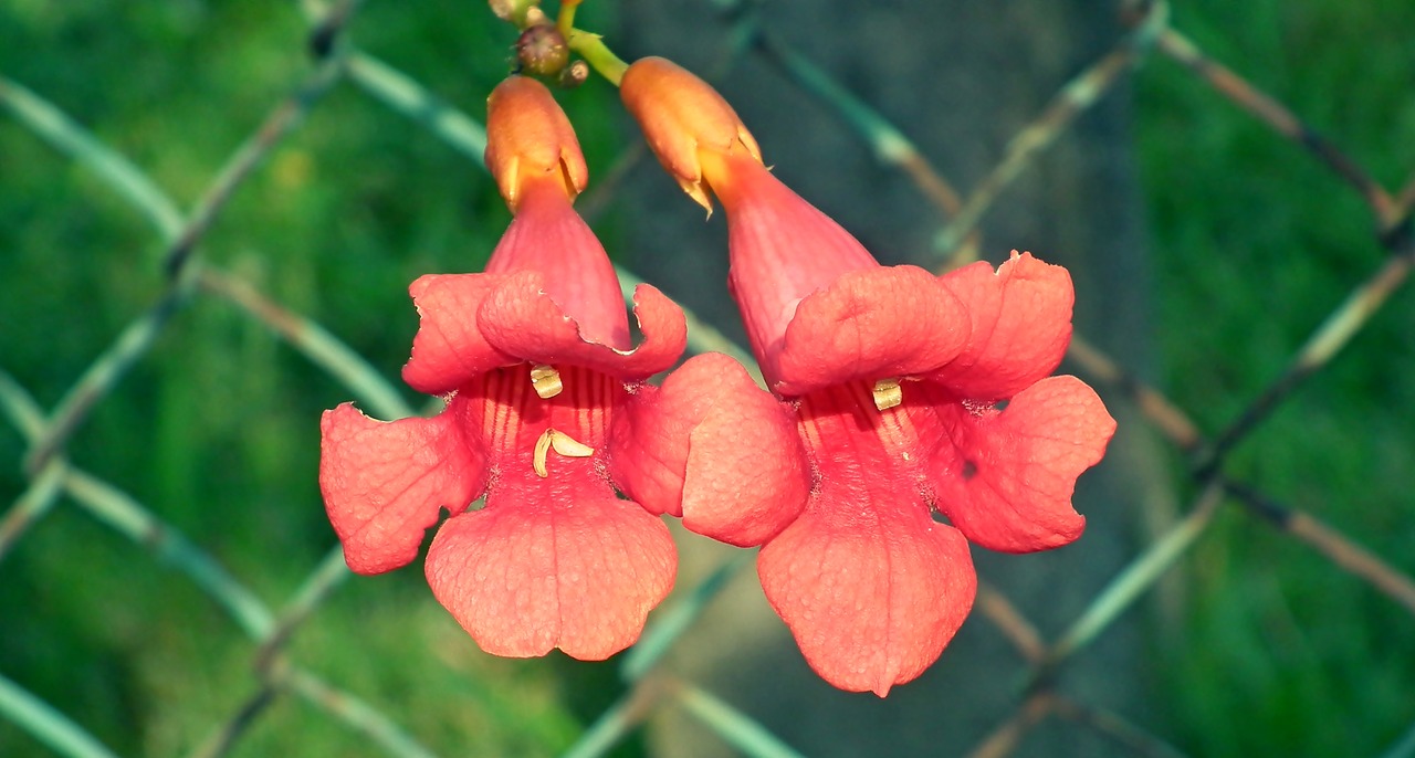 milim usa  flowers  orange free photo