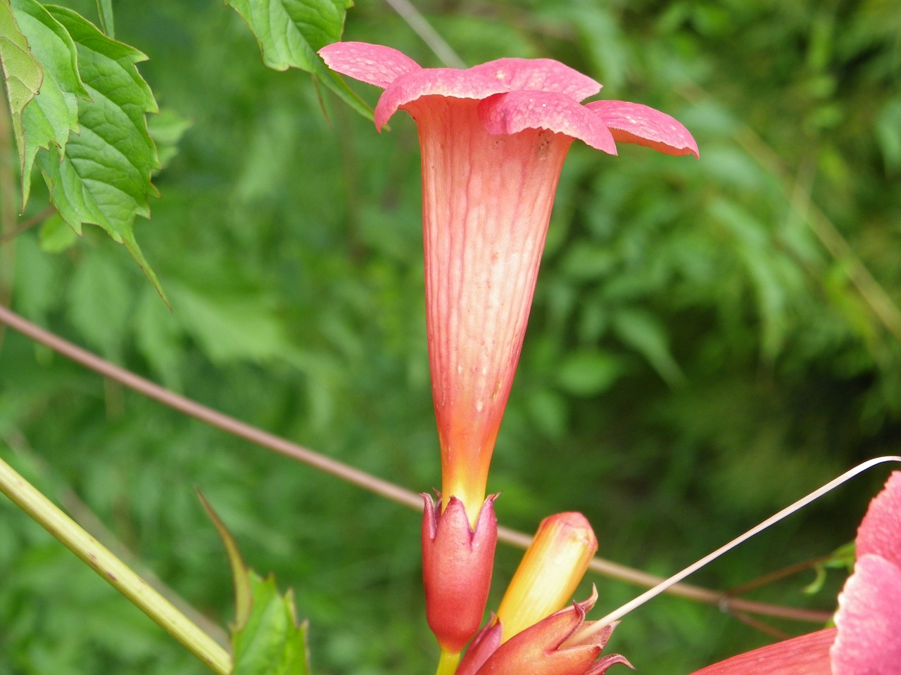 milin creeper plant free photo