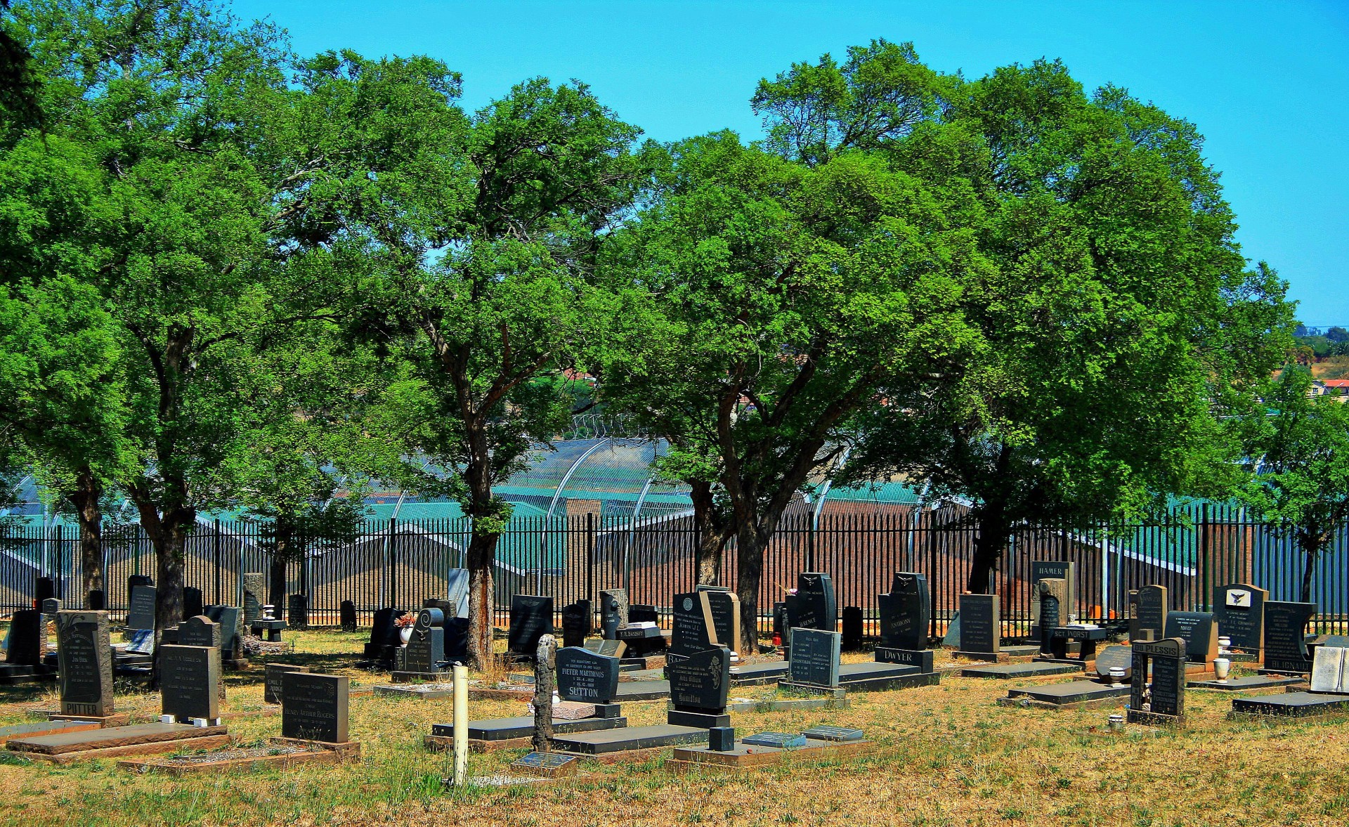 trees graves tombstones free photo