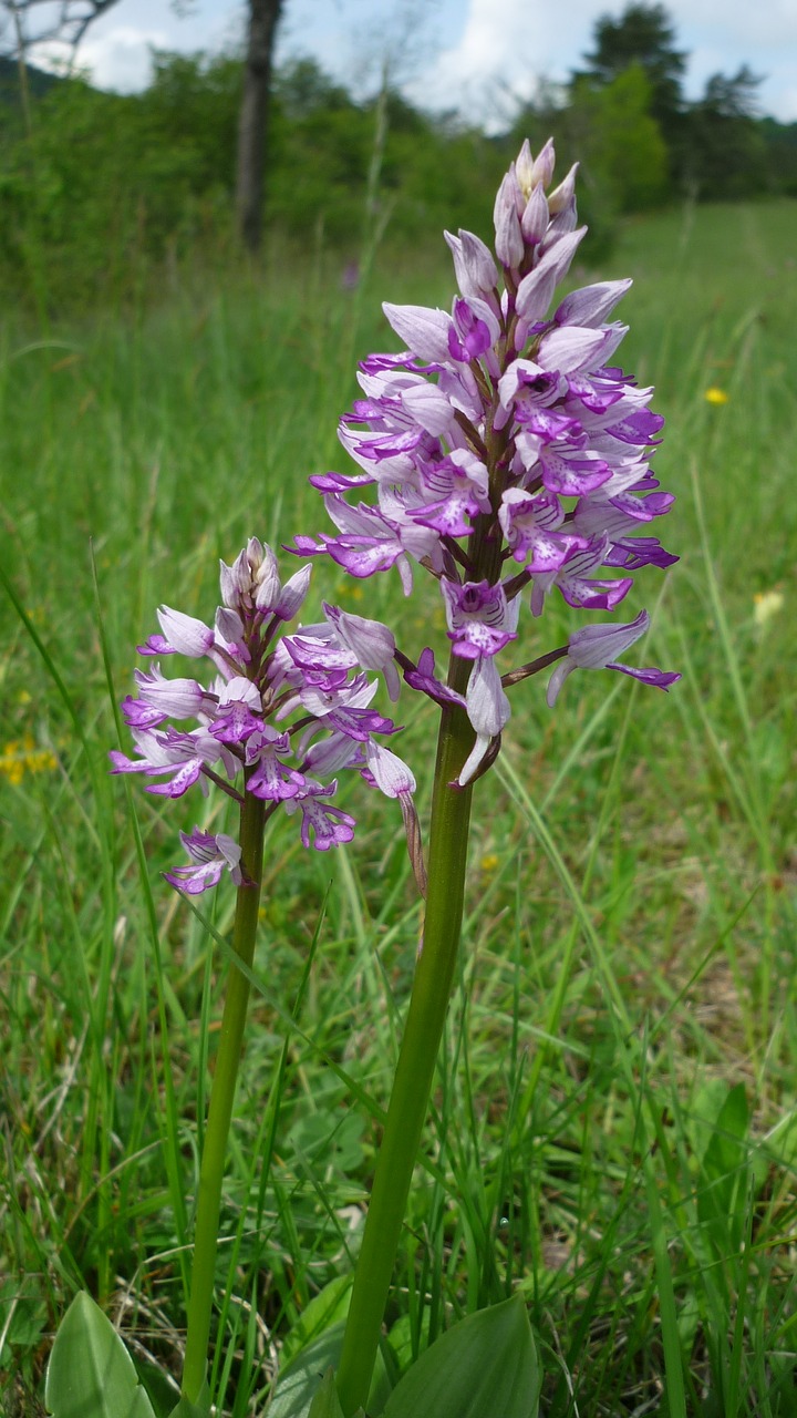 military orchid german orchid mountainside free photo