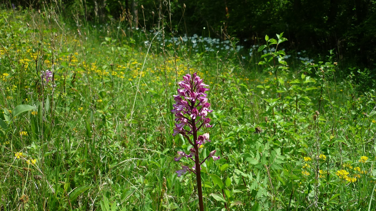 military orchid german orchid flower meadow free photo