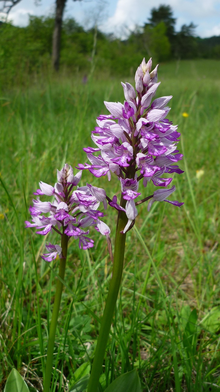 military orchid german orchid meadow free photo