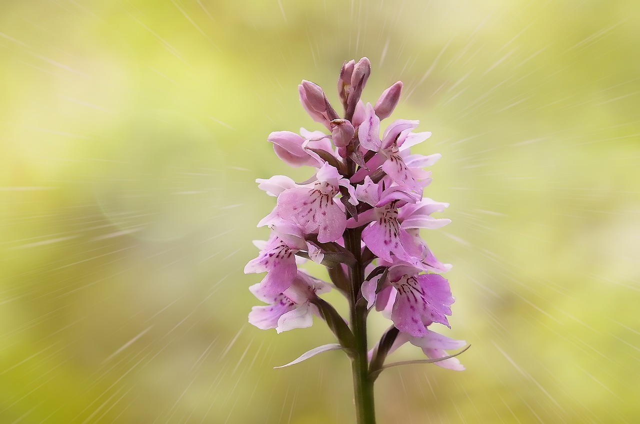 military orchid plant flowers free photo