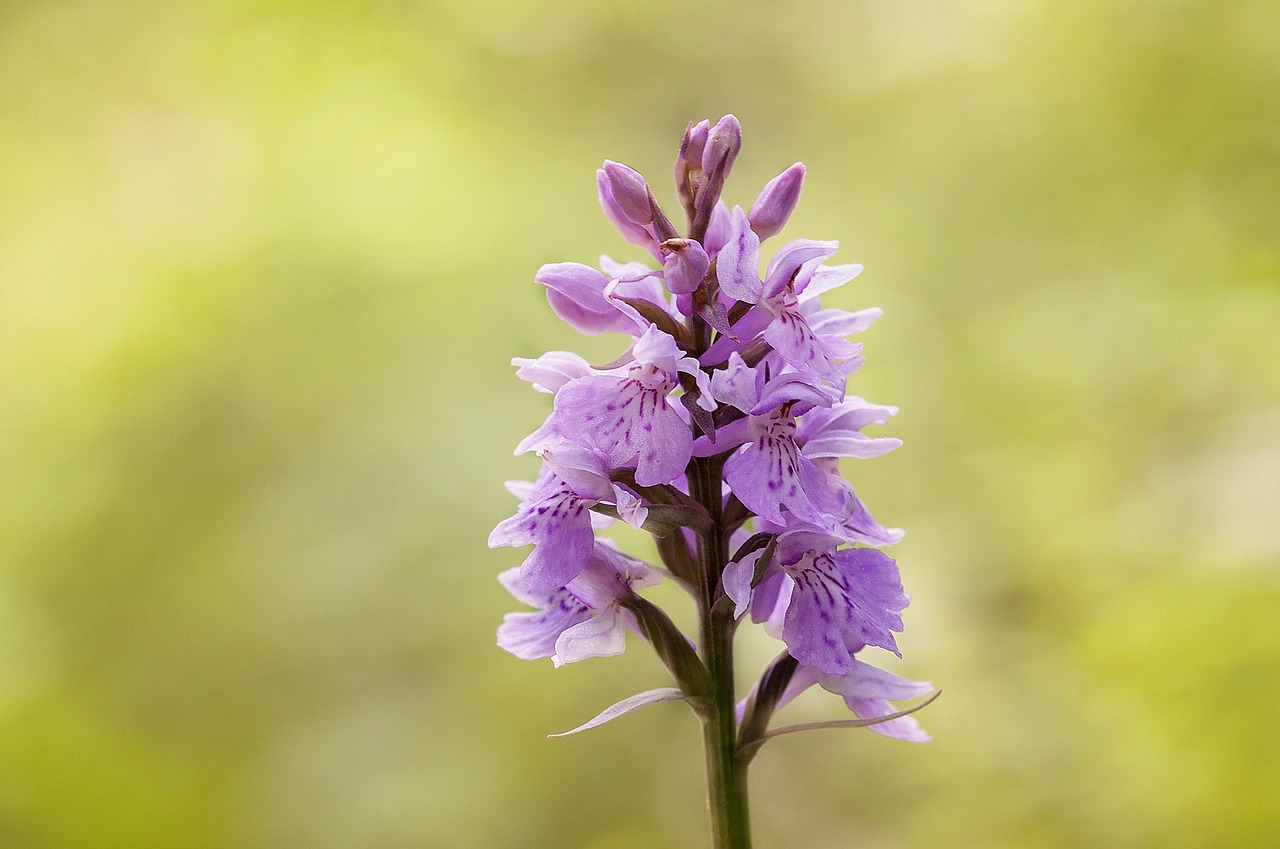 military orchid plant flowers free photo