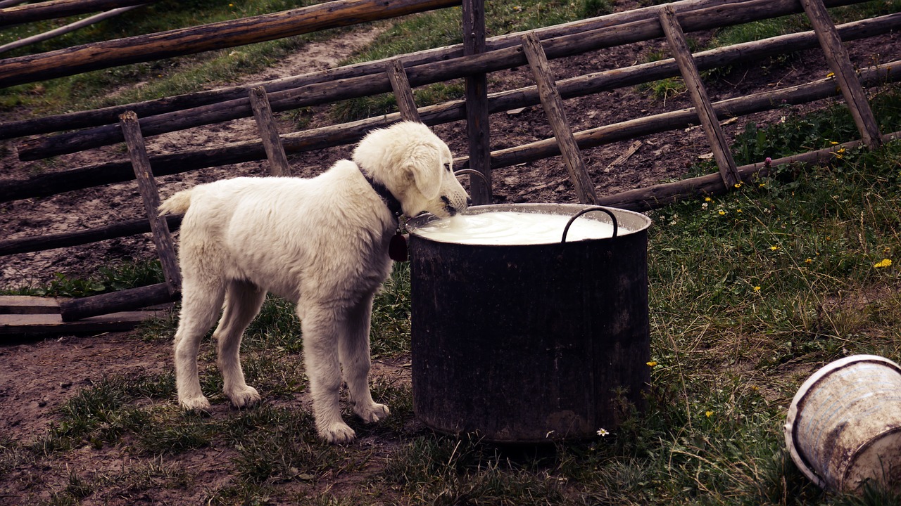milk dog white free photo