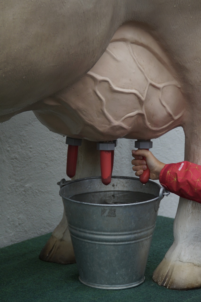 milk cow milk production free photo