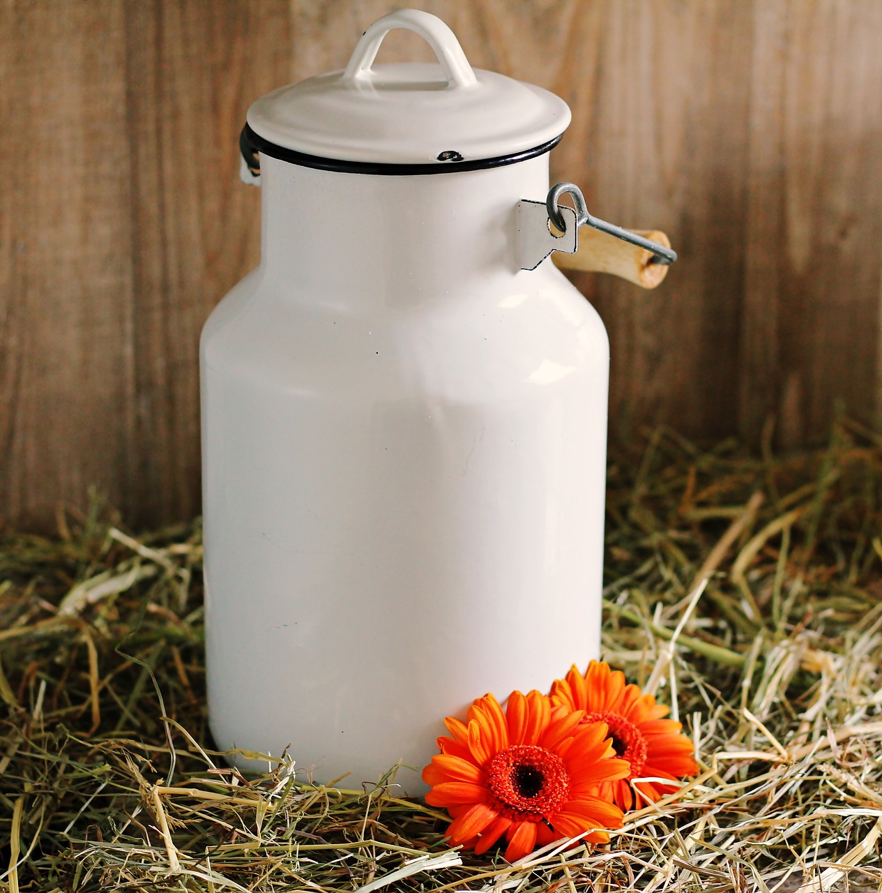 milk can gerbera flowers free photo