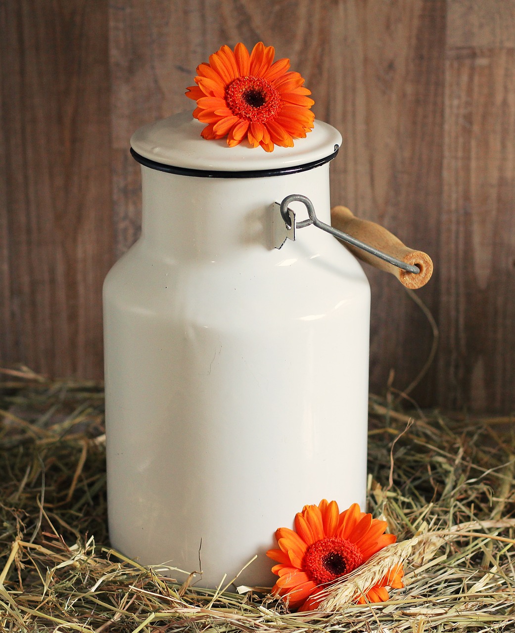 milk can gerbera flowers free photo
