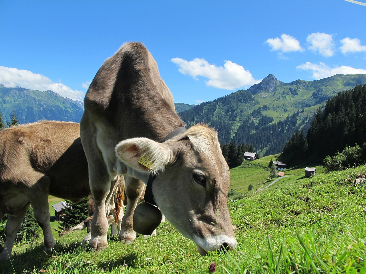 milk cow cow austria free photo