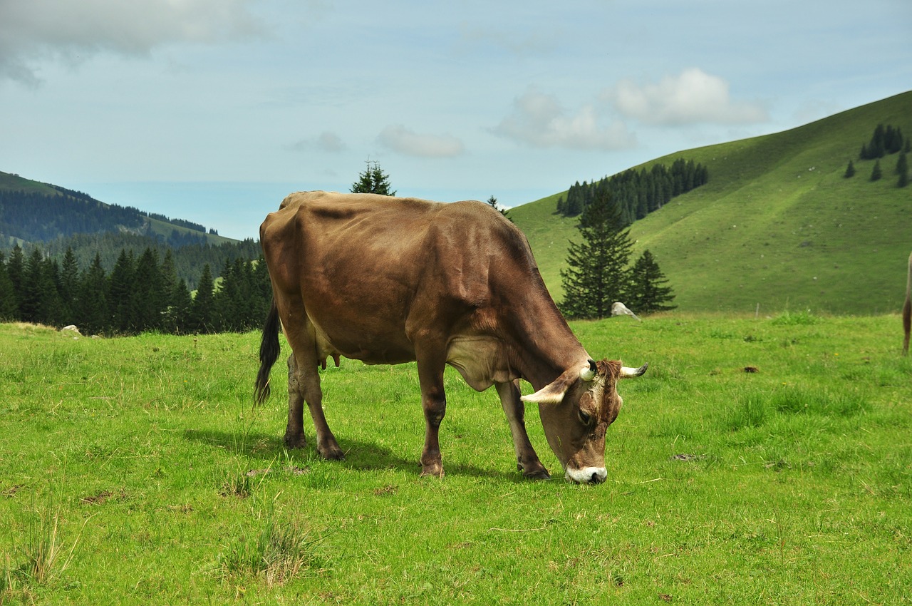 milk cow cow alm free photo