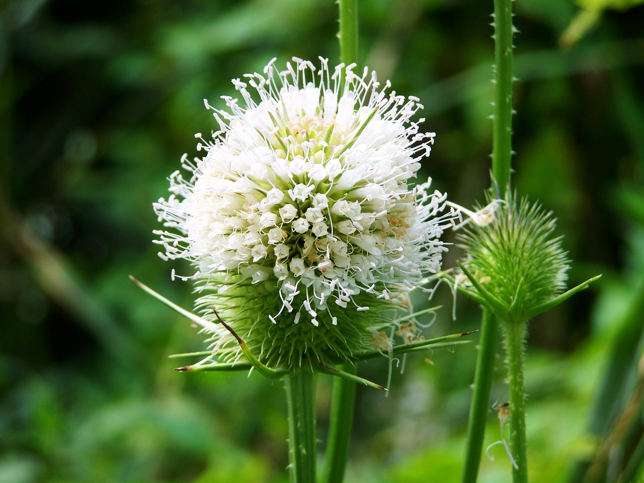 milk thistle wildflower agra plant free photo