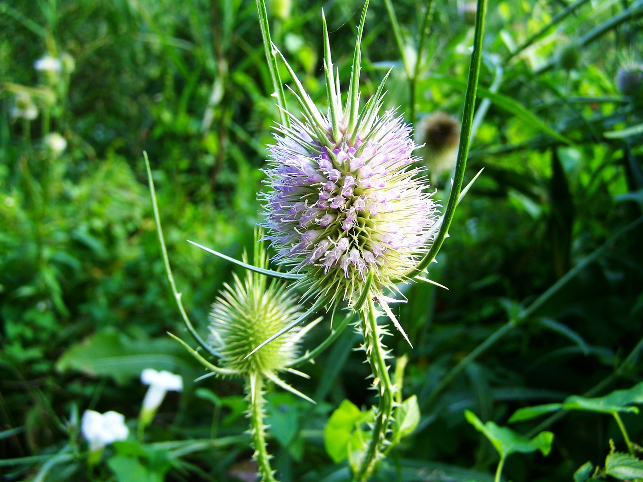 milk thistle wildflower herb free photo