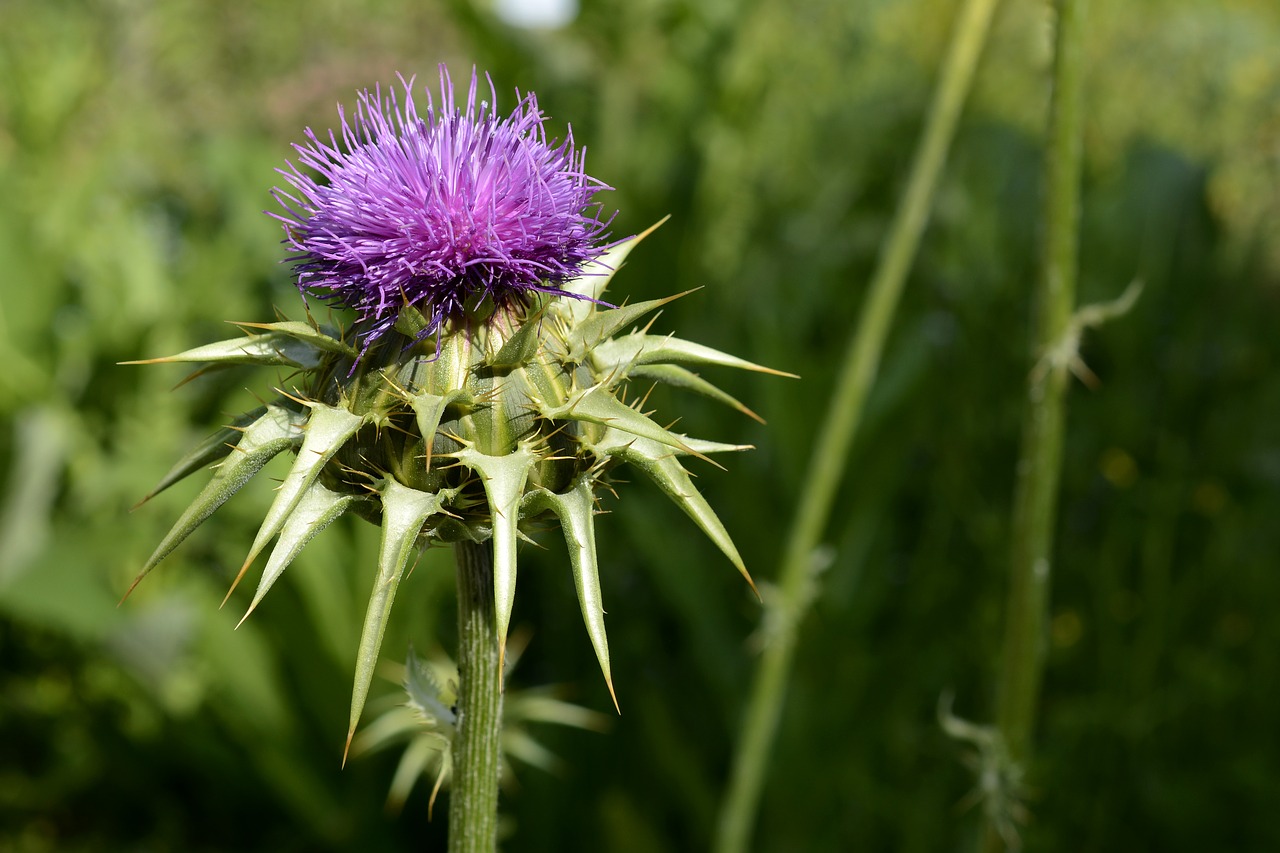 milk thistle plant nature free photo