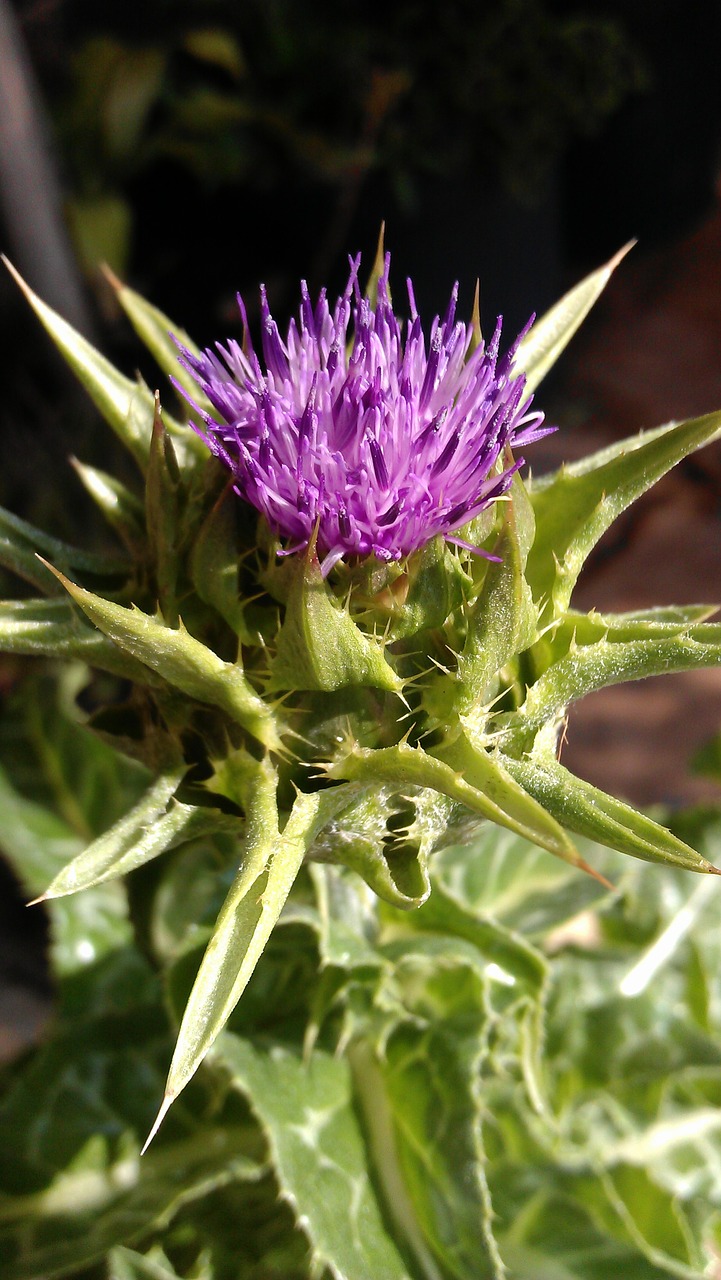 milk thistle thistle flower free photo