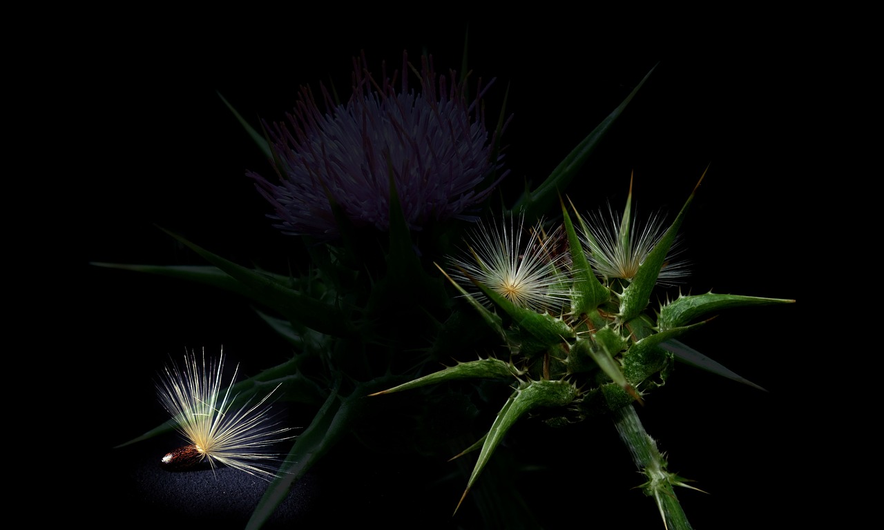 milk thistle  silybum marianum  medicinal plant free photo