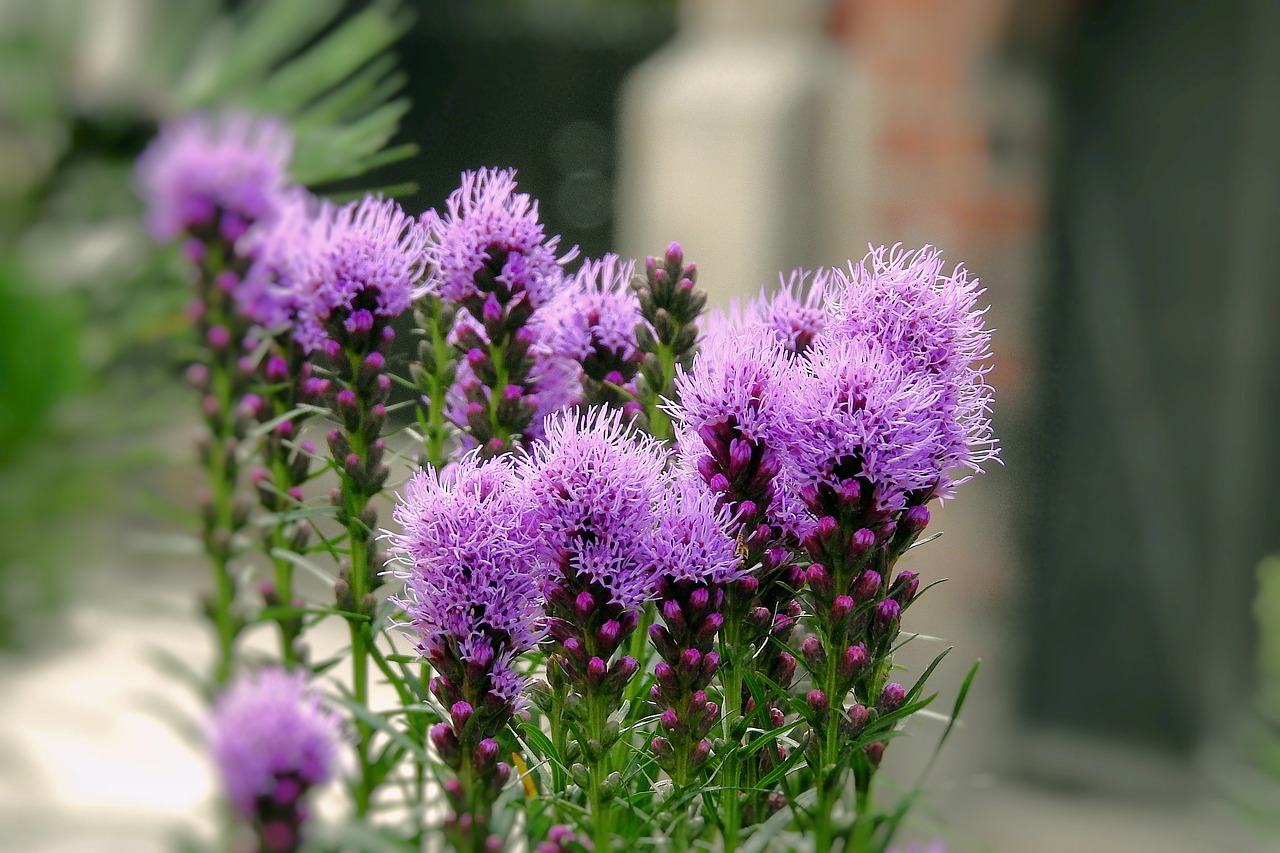 milk thistle is rich  plant  summer free photo