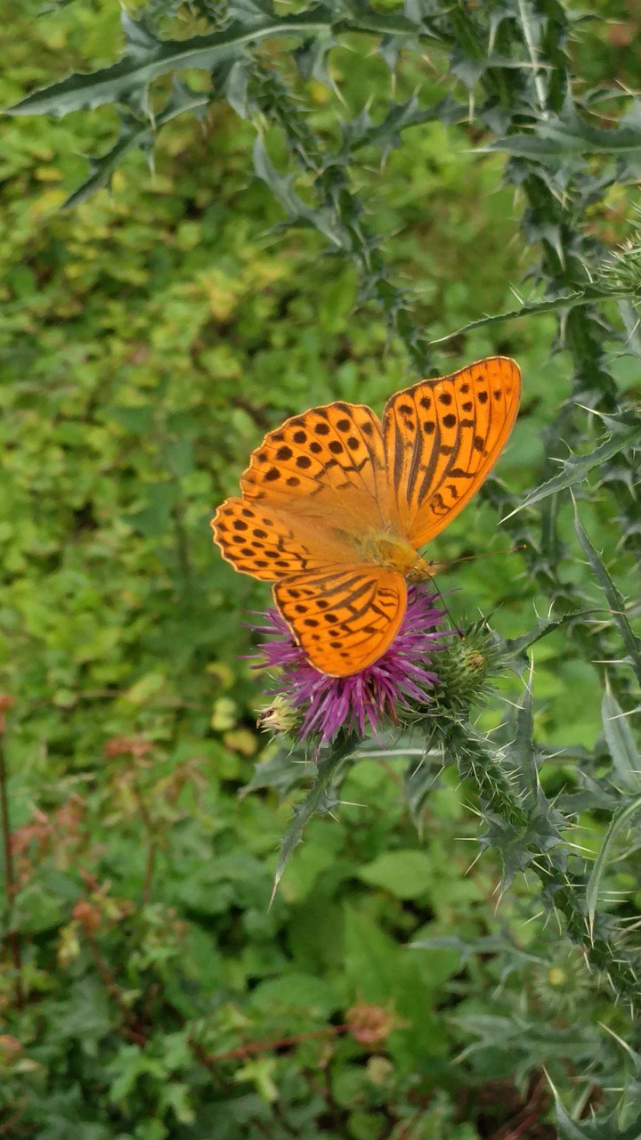 milk thistle marian butterfly insects free photo