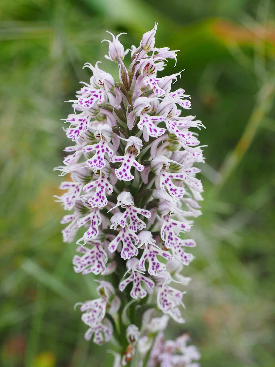 milkfed knabenkraut flower blossom free photo