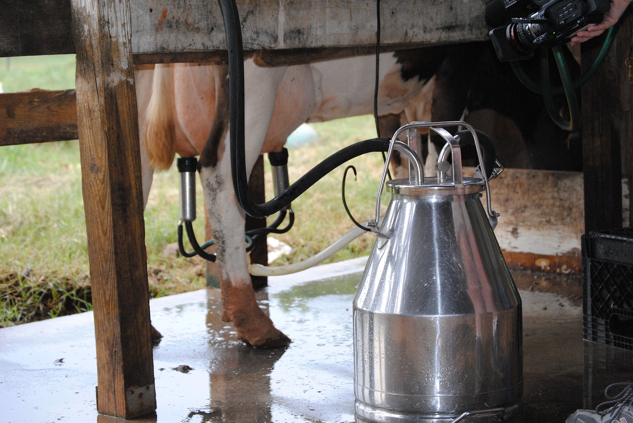 milking farm animal free photo