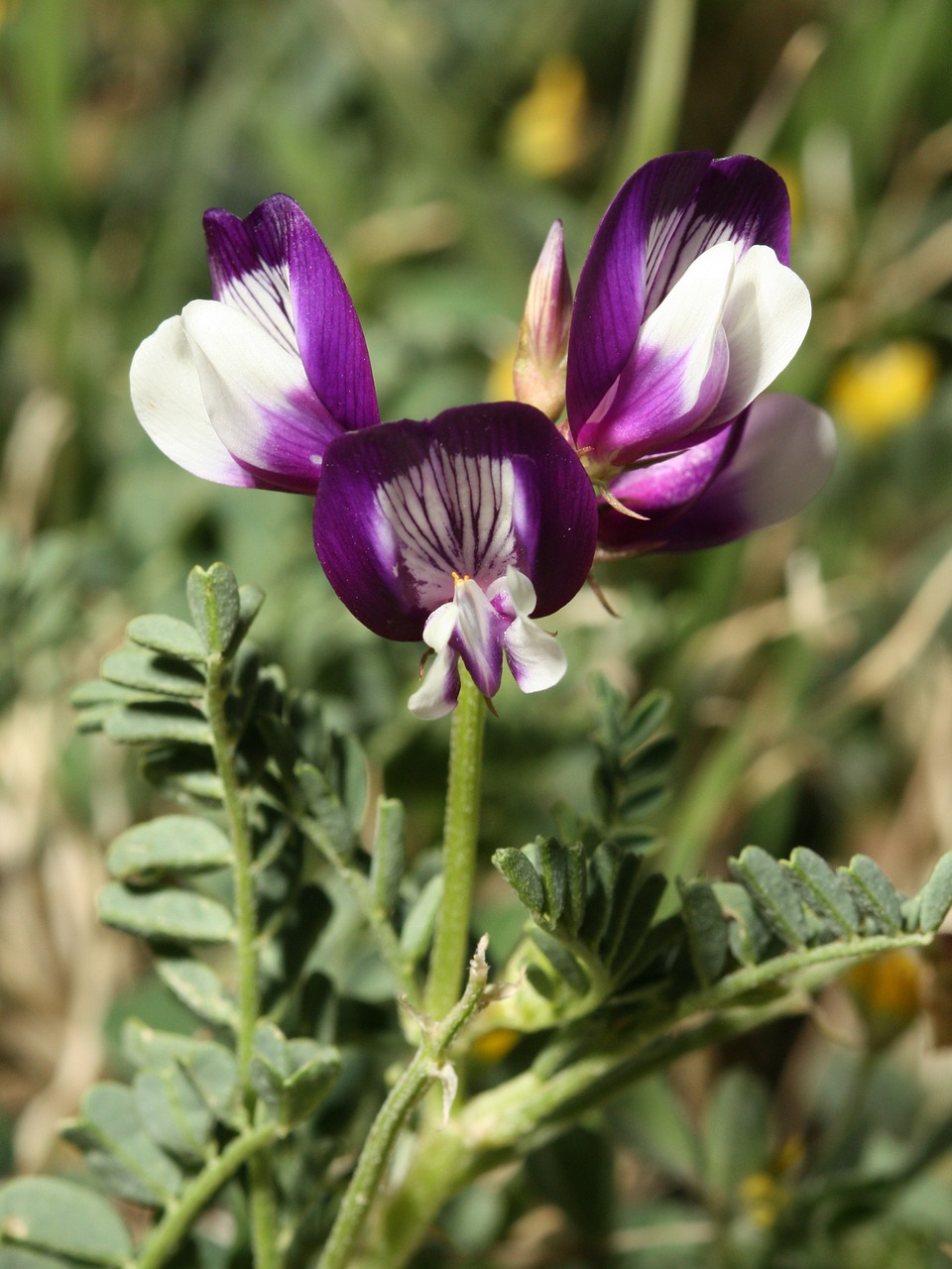 milkvetch weed blossom free photo