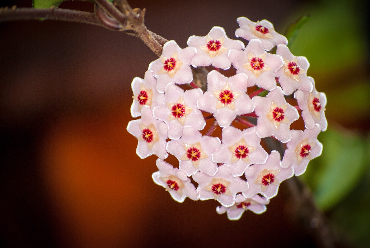 milkweed garden flower free photo