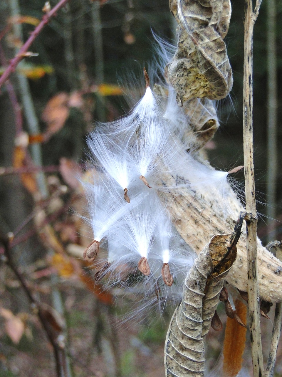 milkweed seeds fluff free photo