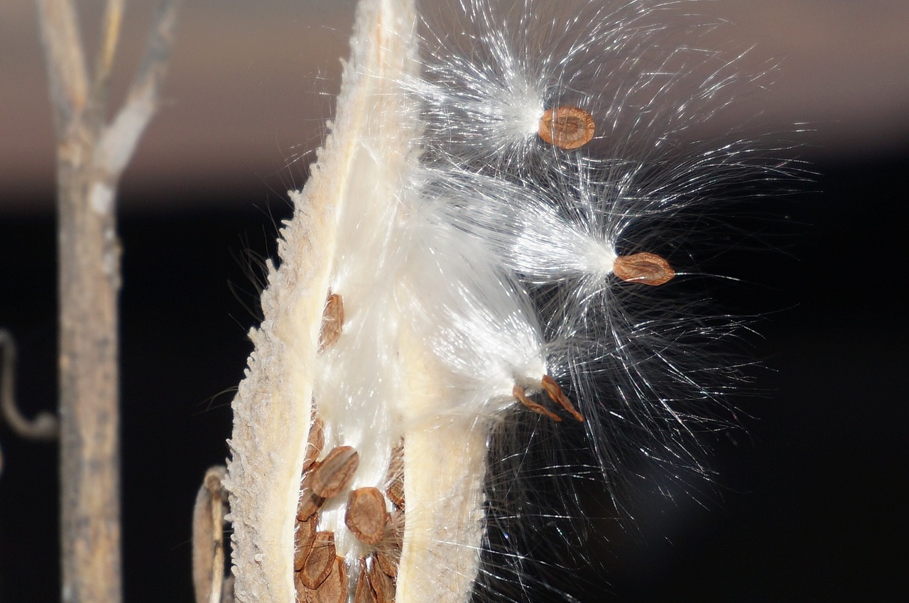 milkweed seeds nature free photo