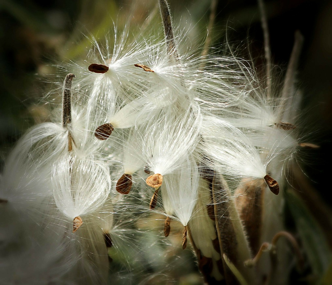 milkweed seed pods seeds free photo