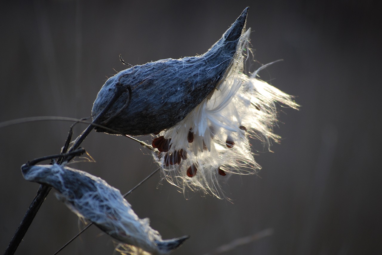 milkweed tree nature free photo