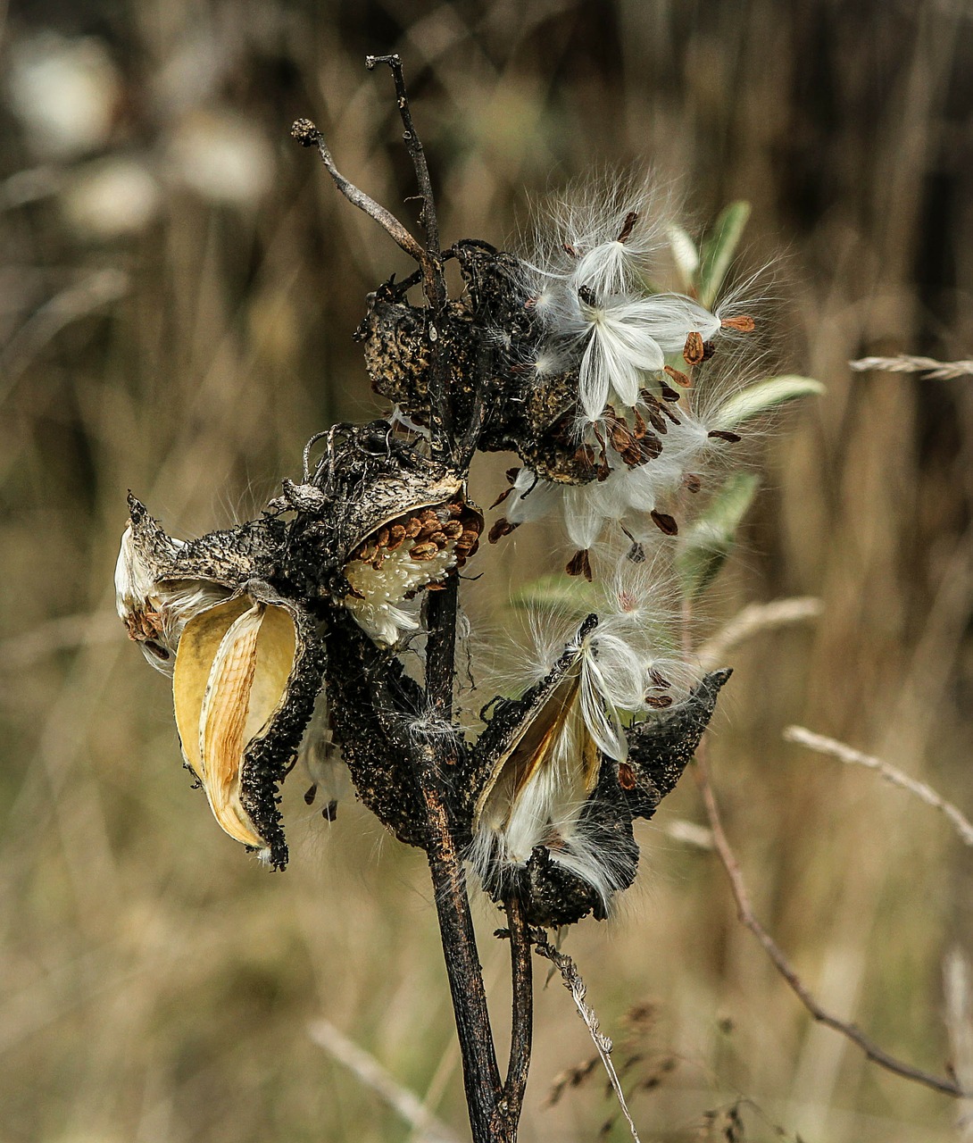 milkweed seed pods delicate free photo