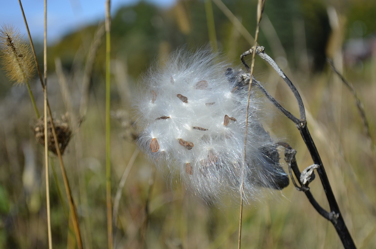 milkweed autumn pod free photo