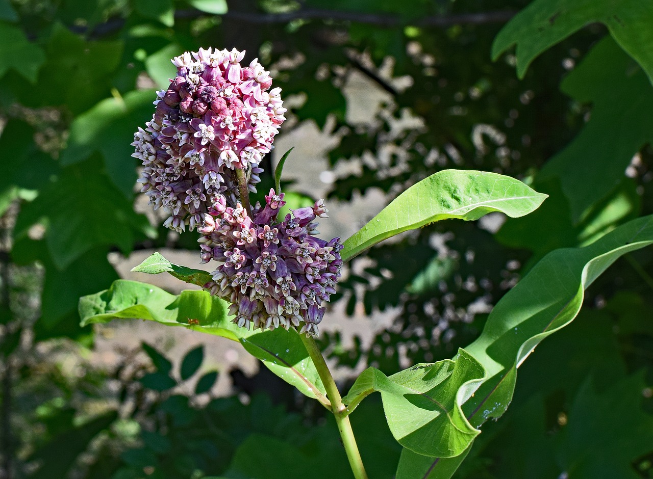 milkweed flower blossom free photo