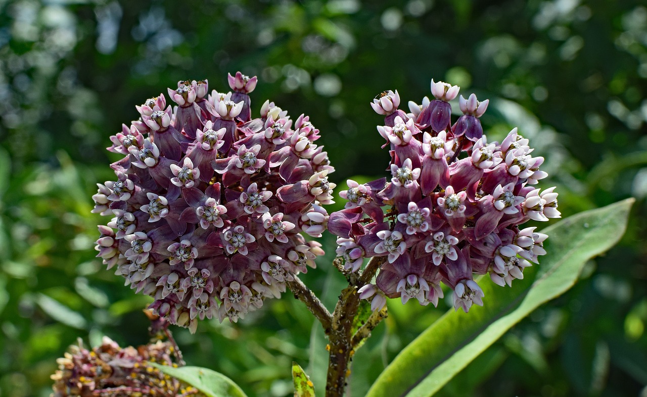 milkweed flower blossom free photo